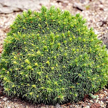 Ель Канадская Альберта Глоуб P9