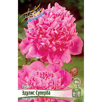 Пион Эдулис Суперба 2/3 n 1 шт