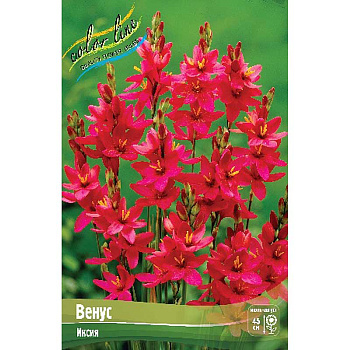 Иксия Венус 5/+ 10 шт