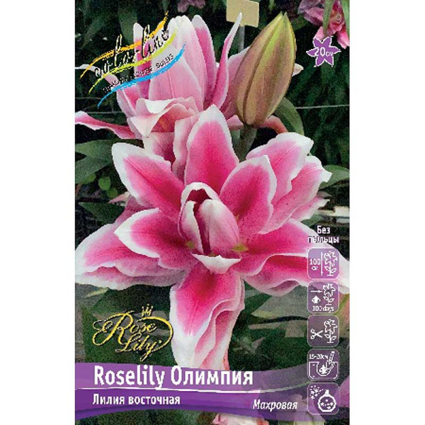 Лилия Roselily Олимпия 12/14 5 шт 