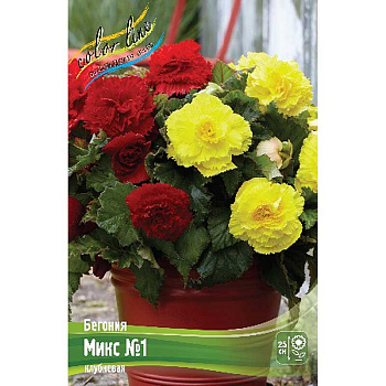 Бегония Микс №1 7/+ 2 шт