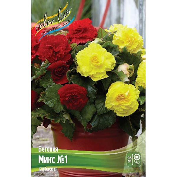 Бегония Микс №1 7/+ 2 шт