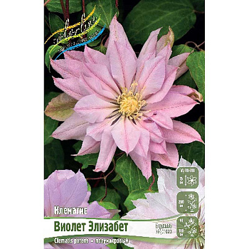 Клематис Виолет Элизабет I 2 шт 