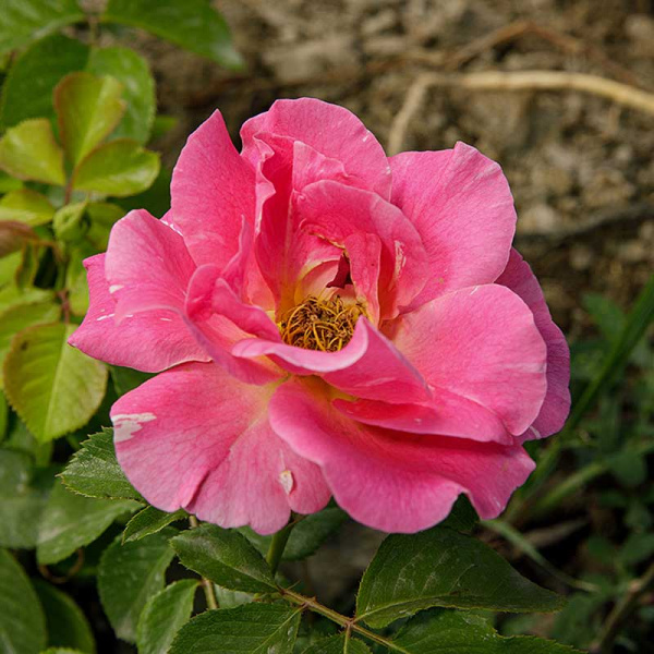 Роза почвопокровная Пинк сплэш Садовита