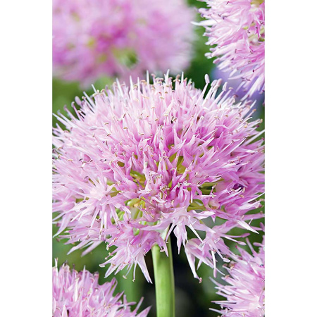 Лук Декор. Рози Дрим 6/+ 5 шт Садовита 