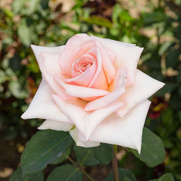 Роза чайно-гибридная Клэр 2006 Садовита