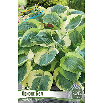 Хоста Орионс Бел 1 n 25 шт Биг-пак 6009 
