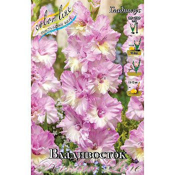 Гладиолус Владивосток 10/12 8 шт 