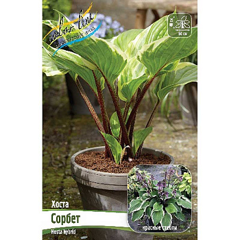 Хоста Сорбет 1 n 1 шт