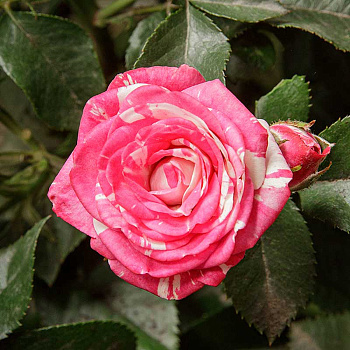 Роза спрей Флэшинг Садовита