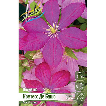 Клематис Комтесс Де Бушо I 25 шт Биг-пак 306