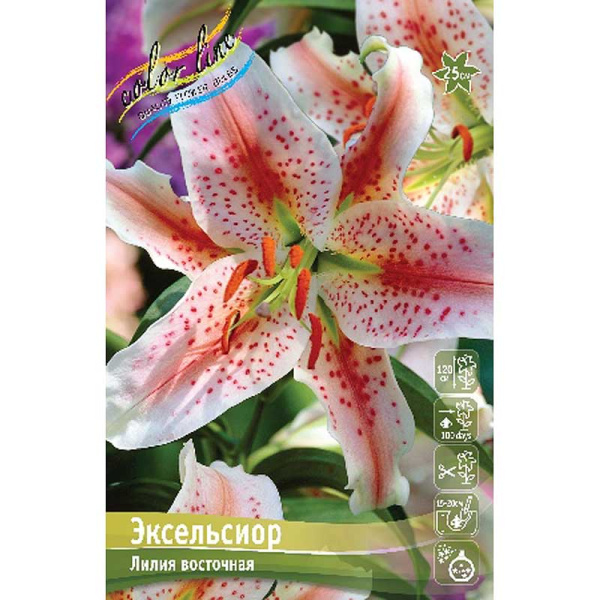 Лилия Эксельсиор 12/14 25 шт Биг-пак 11162