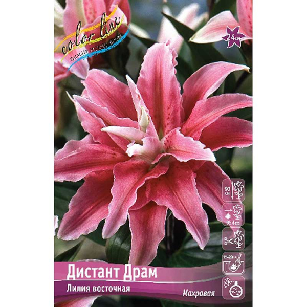 Лилия Дистант Драм 12/14 5 шт 