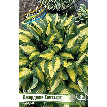Хоста Джорджия Свитхарт 1 n 25 шт Биг-Пак 9777
