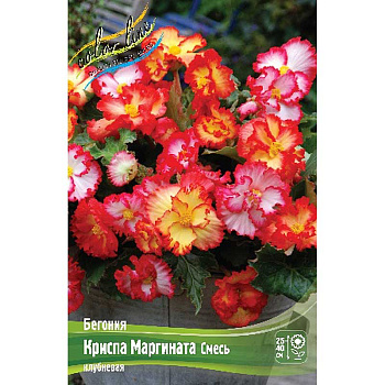 Бегония Криспа Маргината Смесь 5/6 50 шт Шоу-бокс 16076