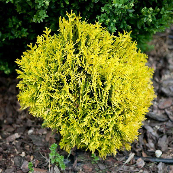 Туя Западная Амбер Глоу C3 20-25cm