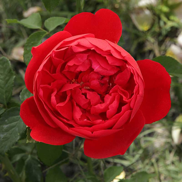 Роза плетистая Флорентина Садовита