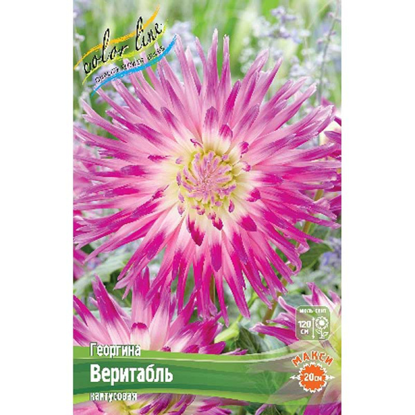 9123 Шоу-Бокс Георгина Веритабль 15 шт