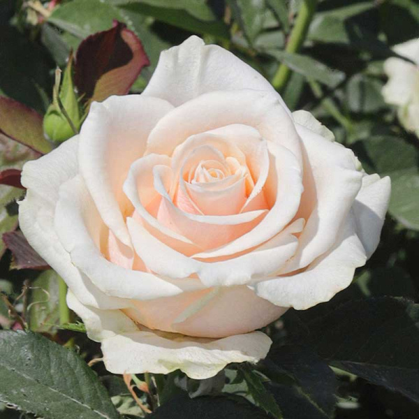 Роза чайно-гибридная Талея Садовита