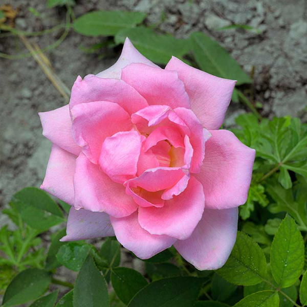 Роза чайно-гибридная Эйфелева башня Садовита