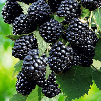 Ежевика Лох Тей Садовита