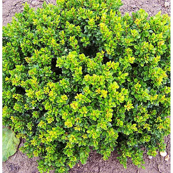 Барбарис Тунберга Кобольд P9