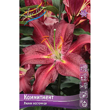 Лилия Коммитмент 12/14 5 шт 