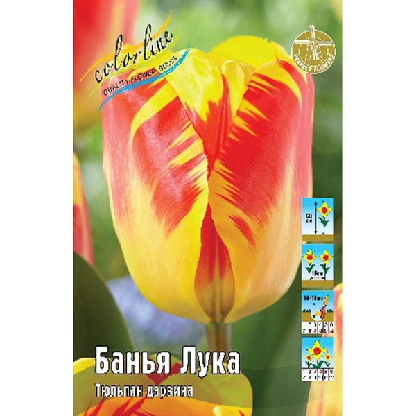 15452 Шоу-Бокс Тюльпан Банья Лука 12/+ 100 шт 