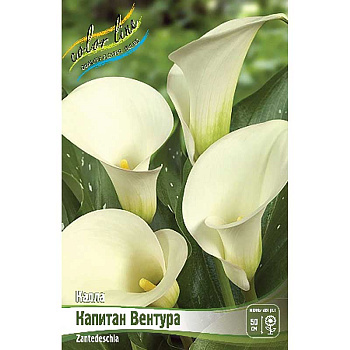 Калла Капитан Вентура 12/14 30 шт Шоу-бокс 9645 