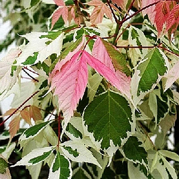 Клён ясенелистный Фламинго P9