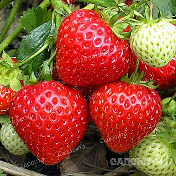 Земляника садовая ремонтантная Свит Эви (цена за 40 шт) ОСП