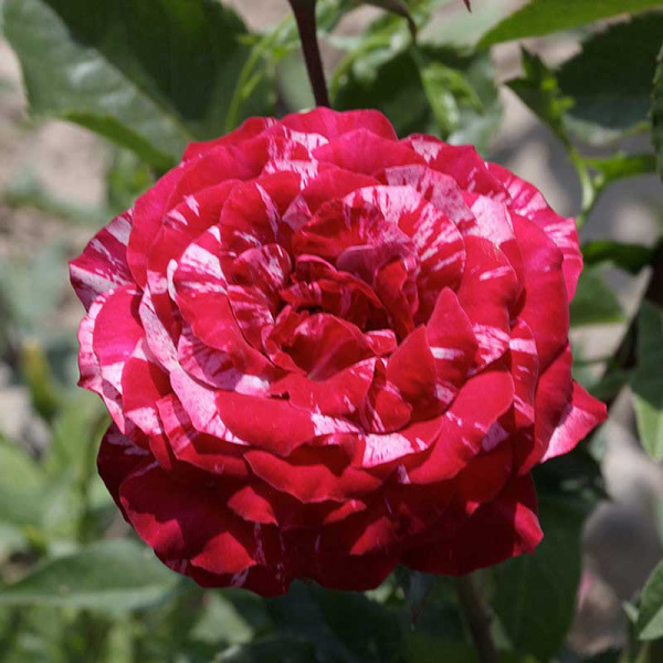 Роза флорибунда Перпл Тайгер Садовита