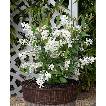 12031 Экзохорда Кистистая Блашинг Перл P9 ,шт