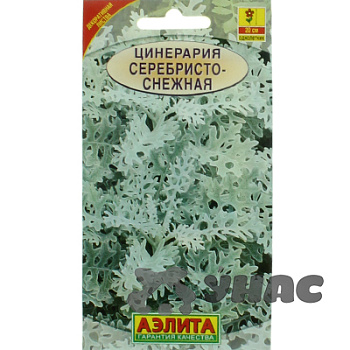 Цинерария Серебристо-снежная Аэлита Ц 
