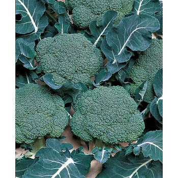 Капуста брокколи Маратон 2500шт SAKATA