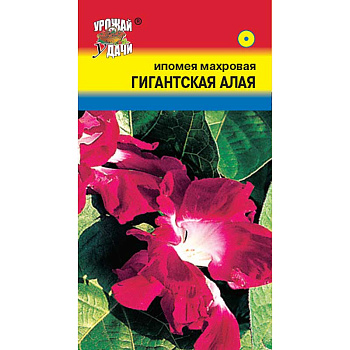 Ипомея Гигантская алая Урожай у дачи Цх10 