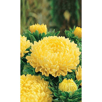 Семена Астра Королева в желтом Марс Ц 