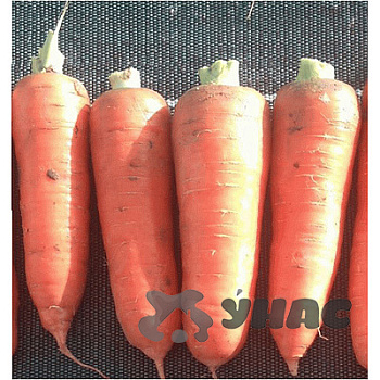 Морковь Курода Пауэр (Франция) Каприс