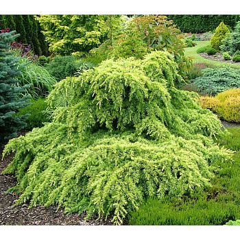 15829 Кедр Гималайский Голден Горизонт C10 40-50cm ,шт