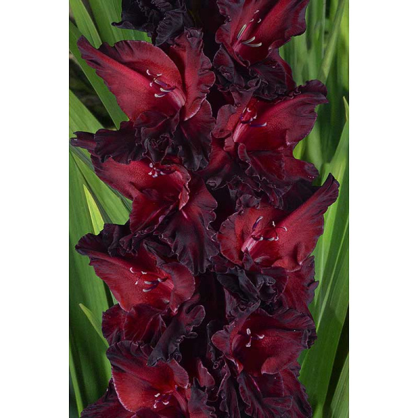 Гладиолус Ром И Кола 8/10 5 шт, Садовита 