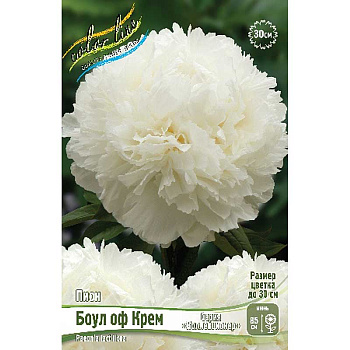 Пион Боул Оф Крем 2/3 n 15 шт Биг-Пак 9813 