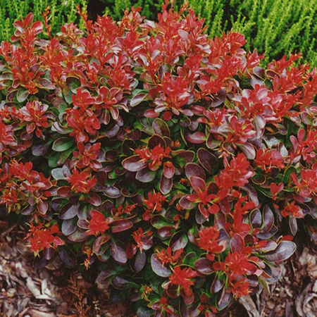 Барбарис Тунберга Багателле Р9 шт Садовита