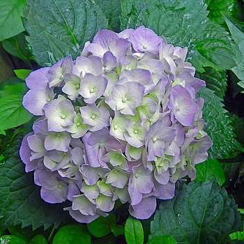 Гортензия Крупнолистовая Гертруд Глан P9 Садовита