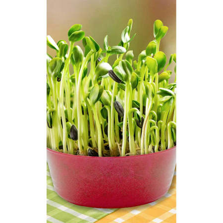 Микрозелень Подсолнечник Казачий 5гр Садовита Ц