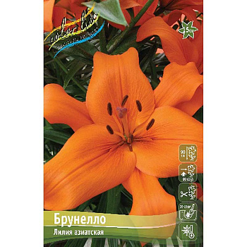 Лилия Брунелло 10/12 7 шт
