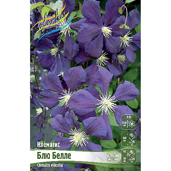 Клематис Блю Белле I 25 шт Биг-пак 775