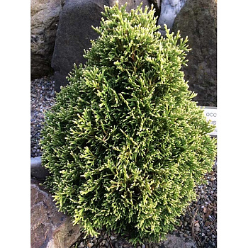 3126 Туя Западная Элегант Джем C2 15-20cm ,шт