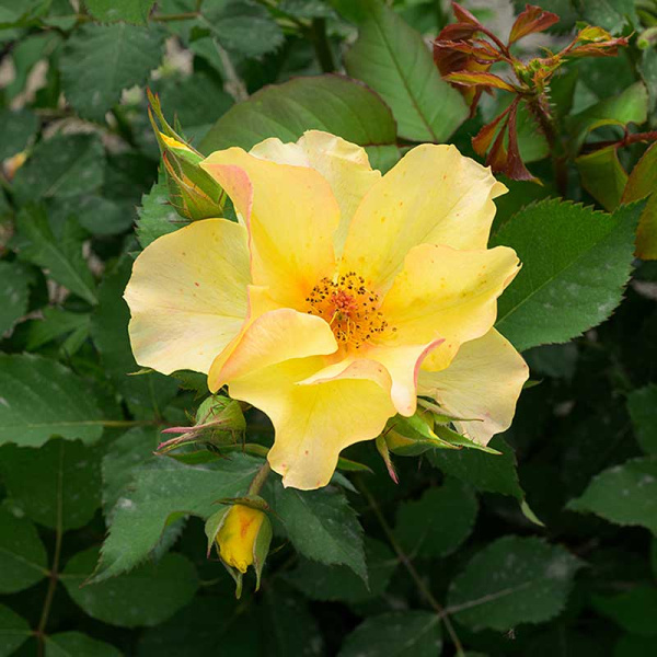 Роза Шраб Эйфория Садовита