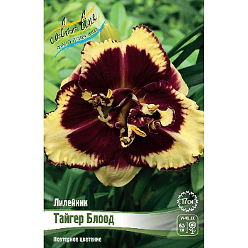 Лилейник Тайгер Блоод I 1 шт