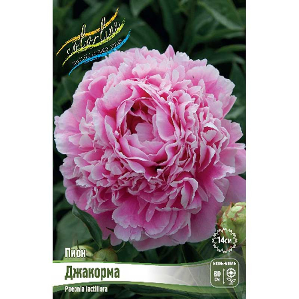 Пион Джакорма 2/3 n 1 шт